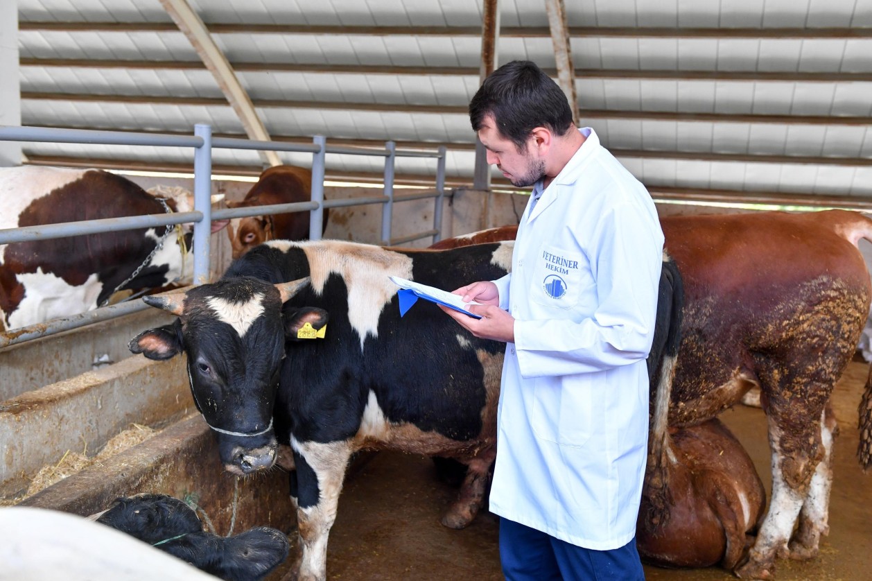 Sacrificial Animals Under Scrutiny in Altındağ