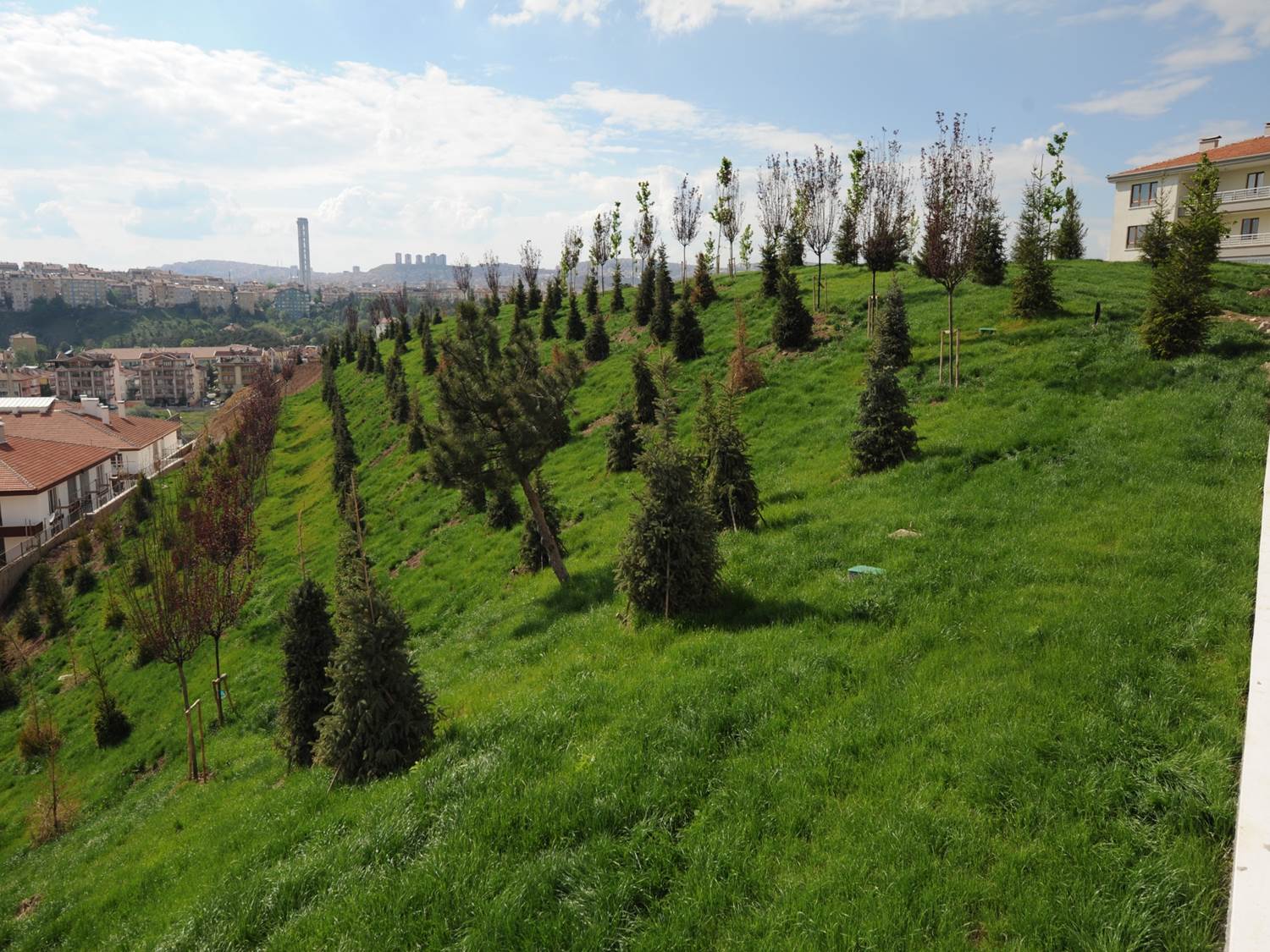 Gülpınar Korusu
